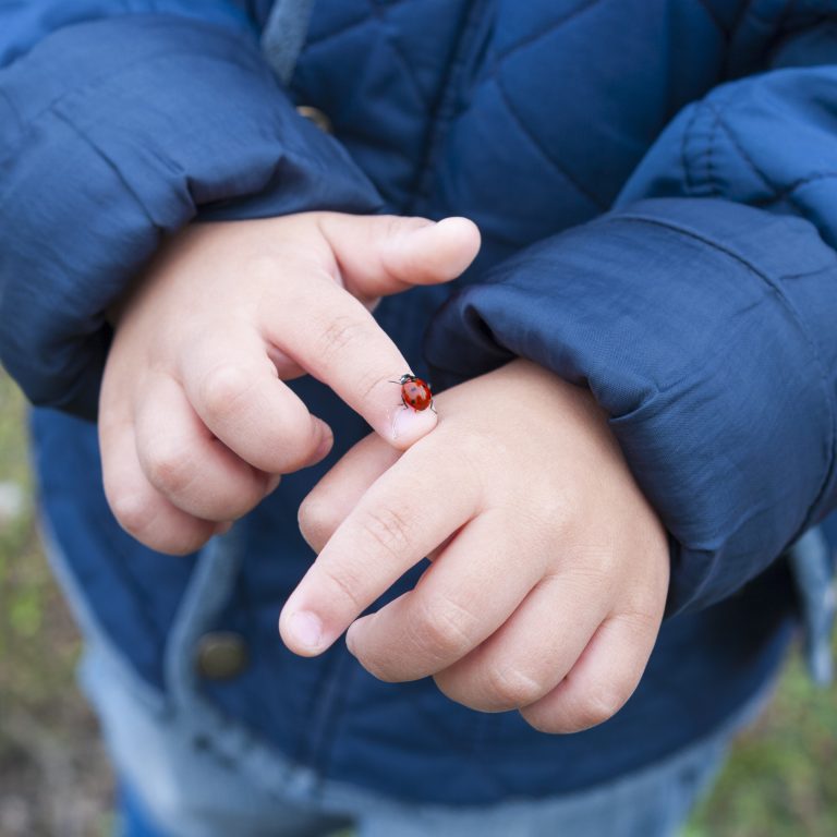 Ladybird On The Hand